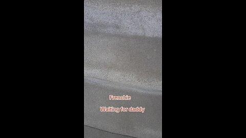 Frenchie waits for daddy