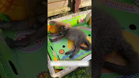 The girl saw a fox on the road and saved his life