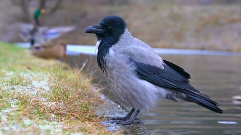 Mr. Goatee the Hooded Crow at the Half Frozen Moat Pond