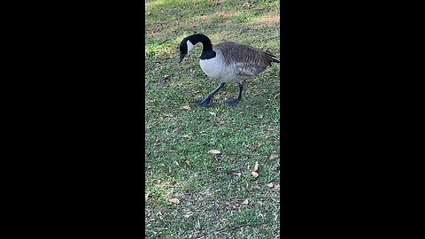 Canada Goose 🪿 #canadagoose #goose #followme #shorts #viral #trending