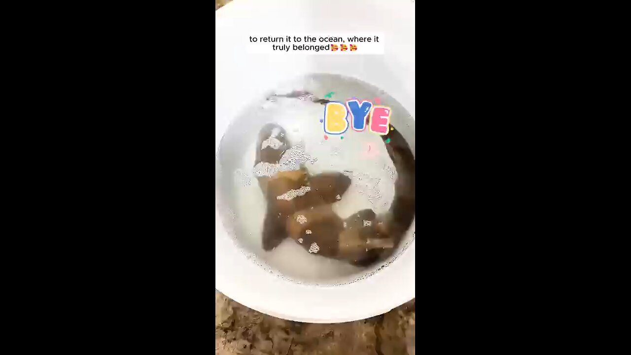 This girl rescued a shark egg and then...