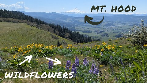 Incredible Views of Oregon's Mt Hood with Wildflowers everywhere | Hood River Oregon