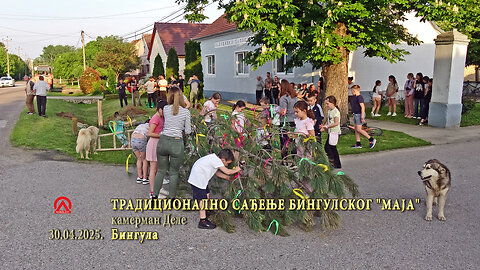 20250430 Tradicionalno sađenje bingulskog "Maja"