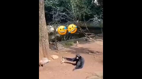 funny animals 🤣