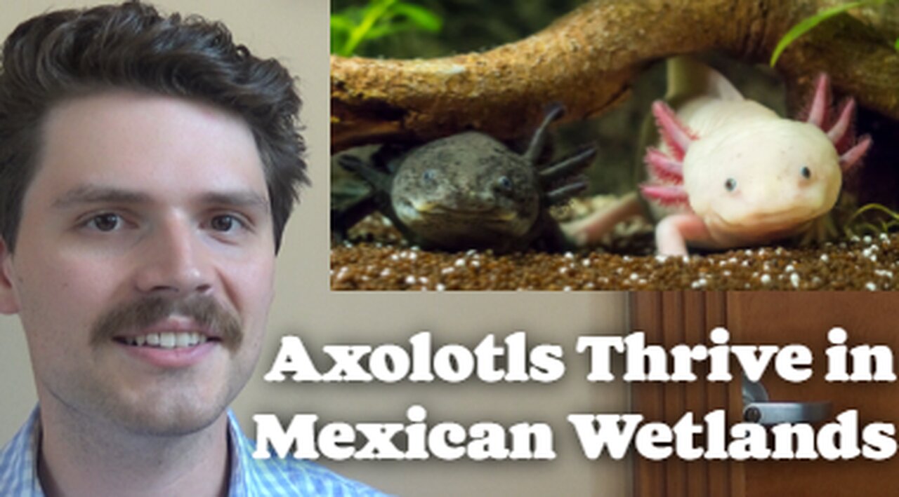 Axolotls Thrive In Mexican Wetlands