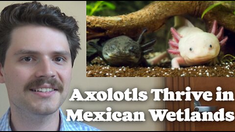 Axolotls Thrive In Mexican Wetlands