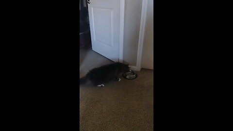 Scaredy Cat and his water bowl, startled over nothing