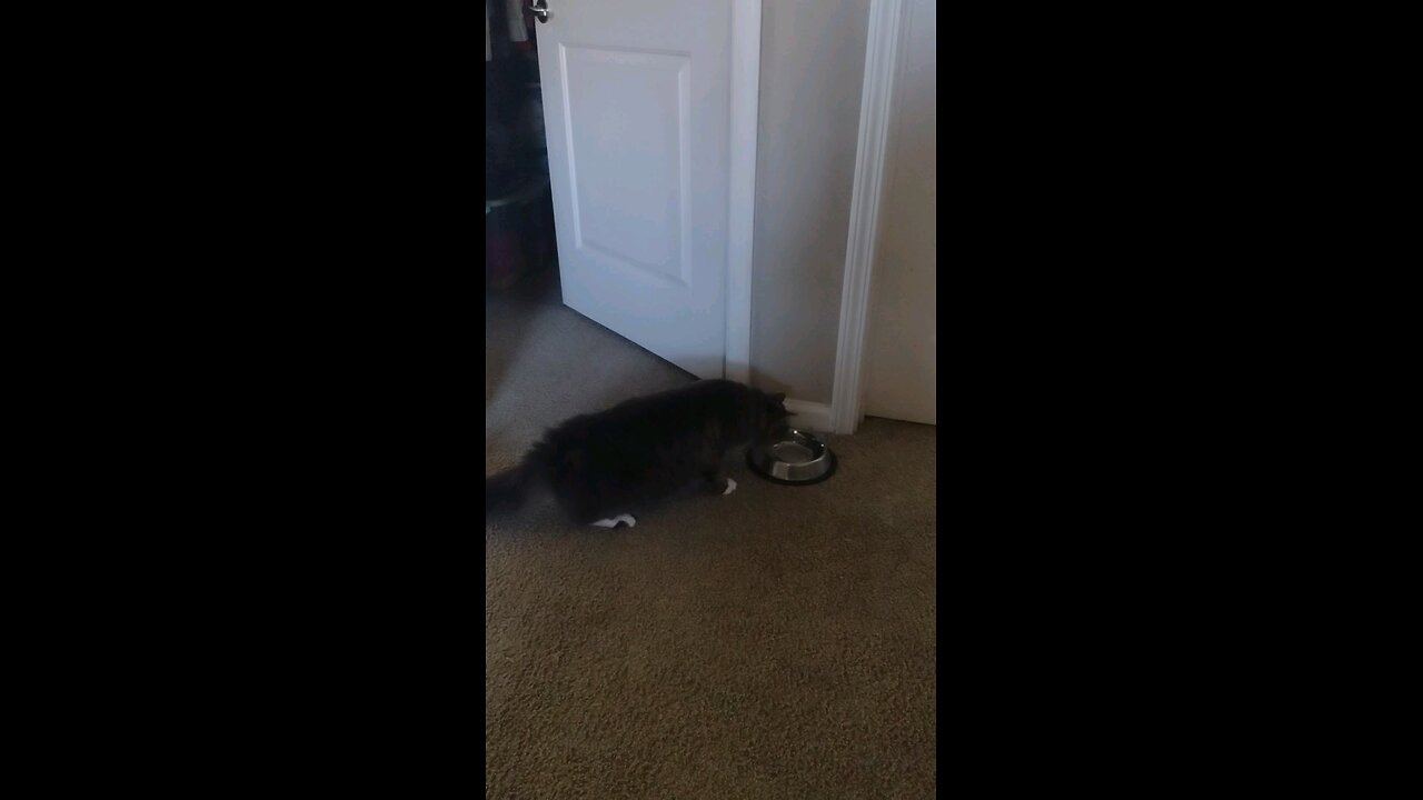 Scaredy Cat and his water bowl, startled over nothing