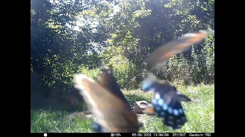 Deer Cam 09 06 2025 Butterflies Flying In Front Of Game Cam Trail Cam