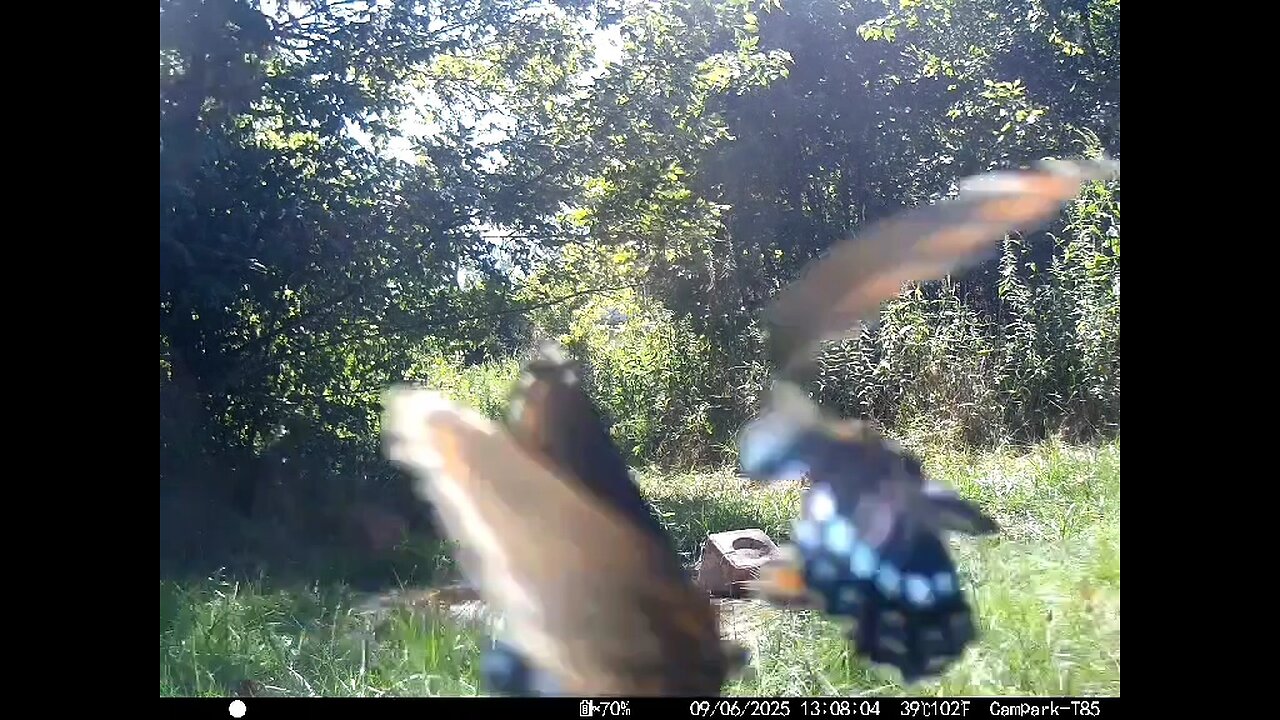 Deer Cam 09 06 2025 Butterflies Flying In Front Of Game Cam Trail Cam