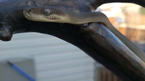 Olive Python Smelling with his Tongue