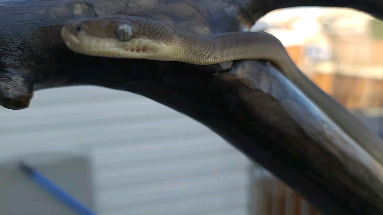 Olive Python Smelling with his Tongue