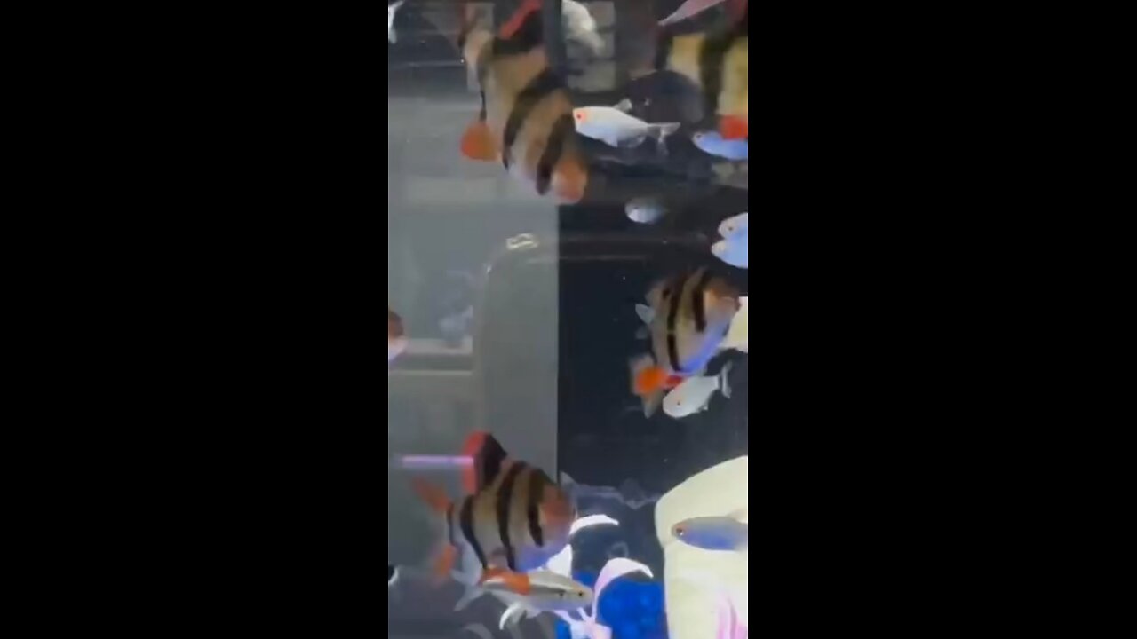 Aquarium
