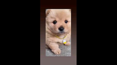 भोली सी सुरत आखो मे मस्ती