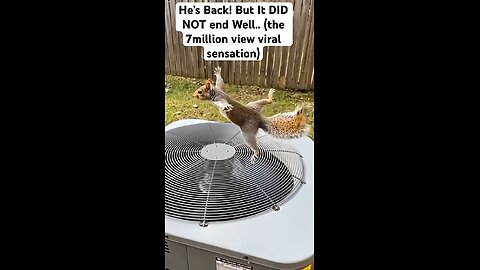 He’s BACK! But It DID NOT End Well 😂🫣 #funny #squirrel #video #viralvideo #viral