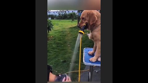 “The Funniest Dog Compilation You’ll See Today! 😂🐶”
