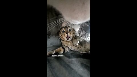 everyday a story of cats 🤣