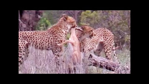 2 Cheetahs Kill Impala Lamb Right Next to Road