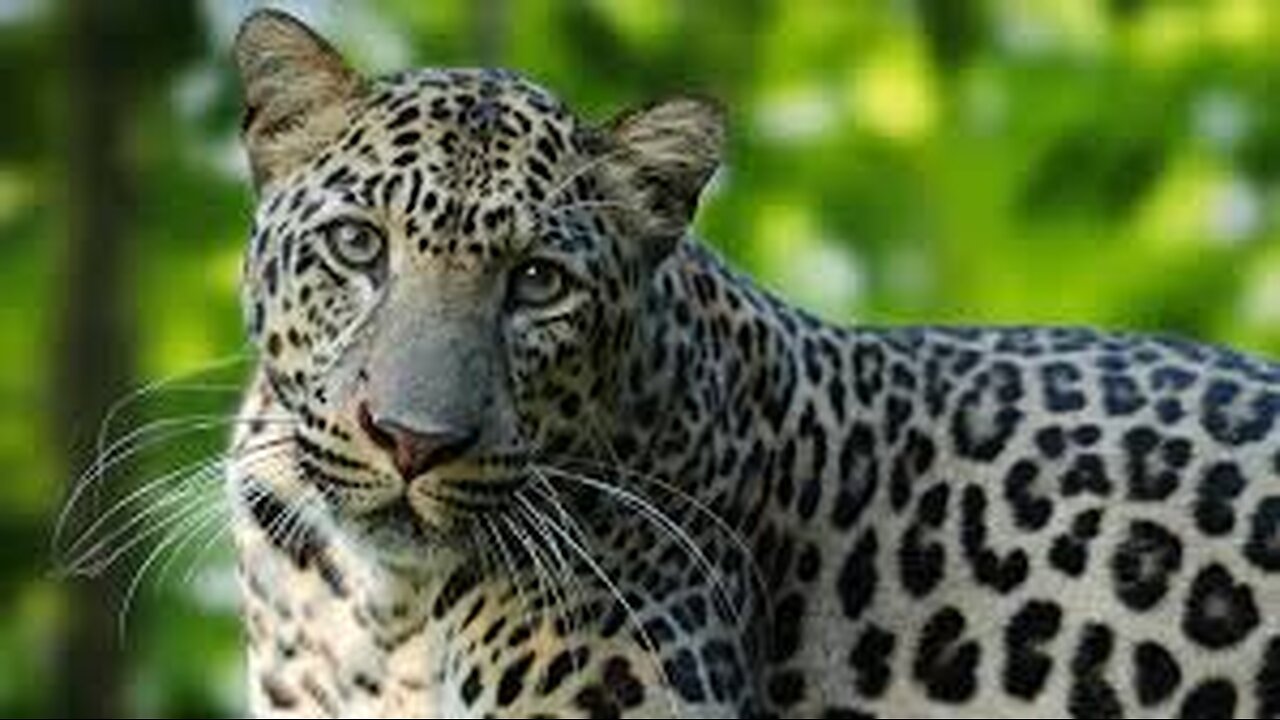 Dr Leonard Leopard explains The Leopard's Spots Pt 56 of 63