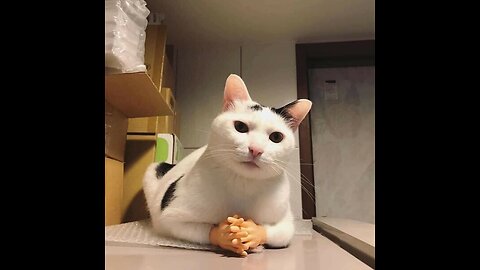 Funny Cats Compilation 2025 🤣 #funnycats