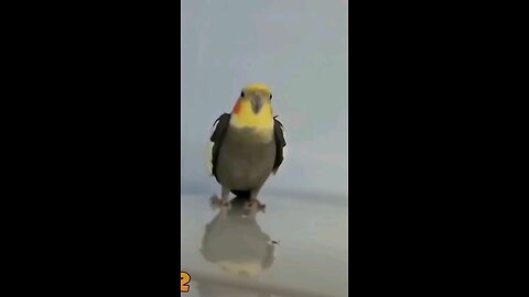 Funny Parrots| Original by Petrus van Tonder (CC BY)