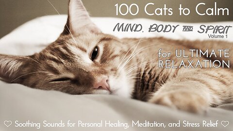 ❤️ 100 Calming Cats Relaxation Soothing Piano Music and Purring Stress Relief