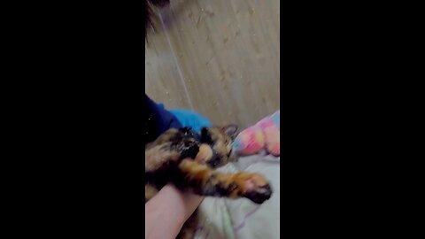 Rosie Mae does NOT like sharing me with her sister Lilith 🤣