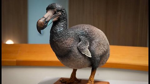 DODO BIRDS FLOCK TOGETHER LIKE WITNESS PROTECTION IN PLEATHER AND THE MISOGYNY IS REAL OMP JEALOUS?