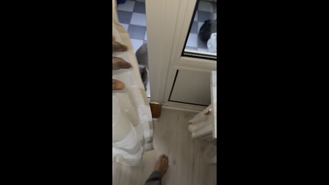 My Crazy Funny Cat Video