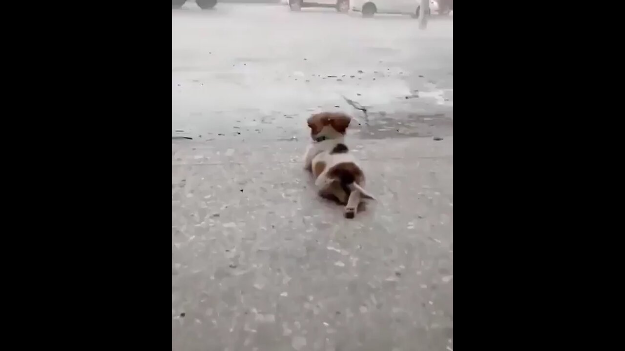 Puppy watching the rain.. 😊 #qutepuppy