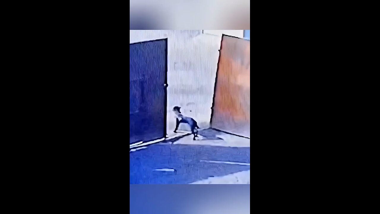funny animal