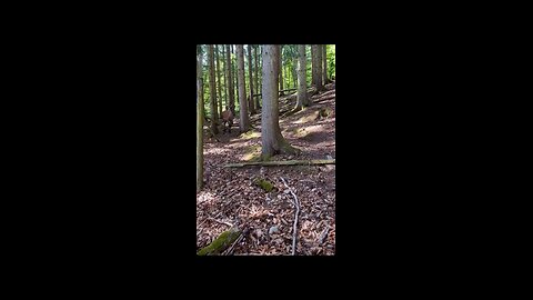 Wildlife #deer #nature #wildlife #forest #shorts