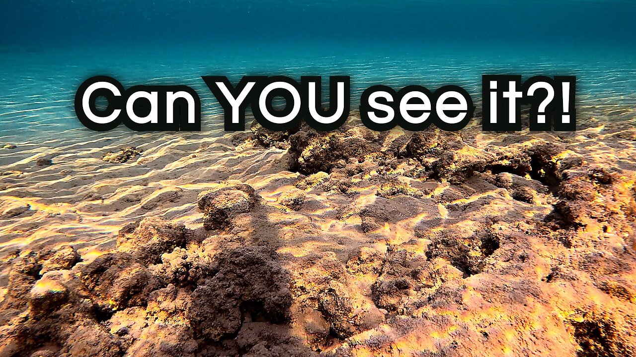 Fascinating octopus reveals its camouflage after successfully hiding