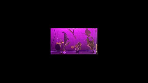 Setting Up Ten Gallon Tank For Possibly Pregnant Molly Part 1