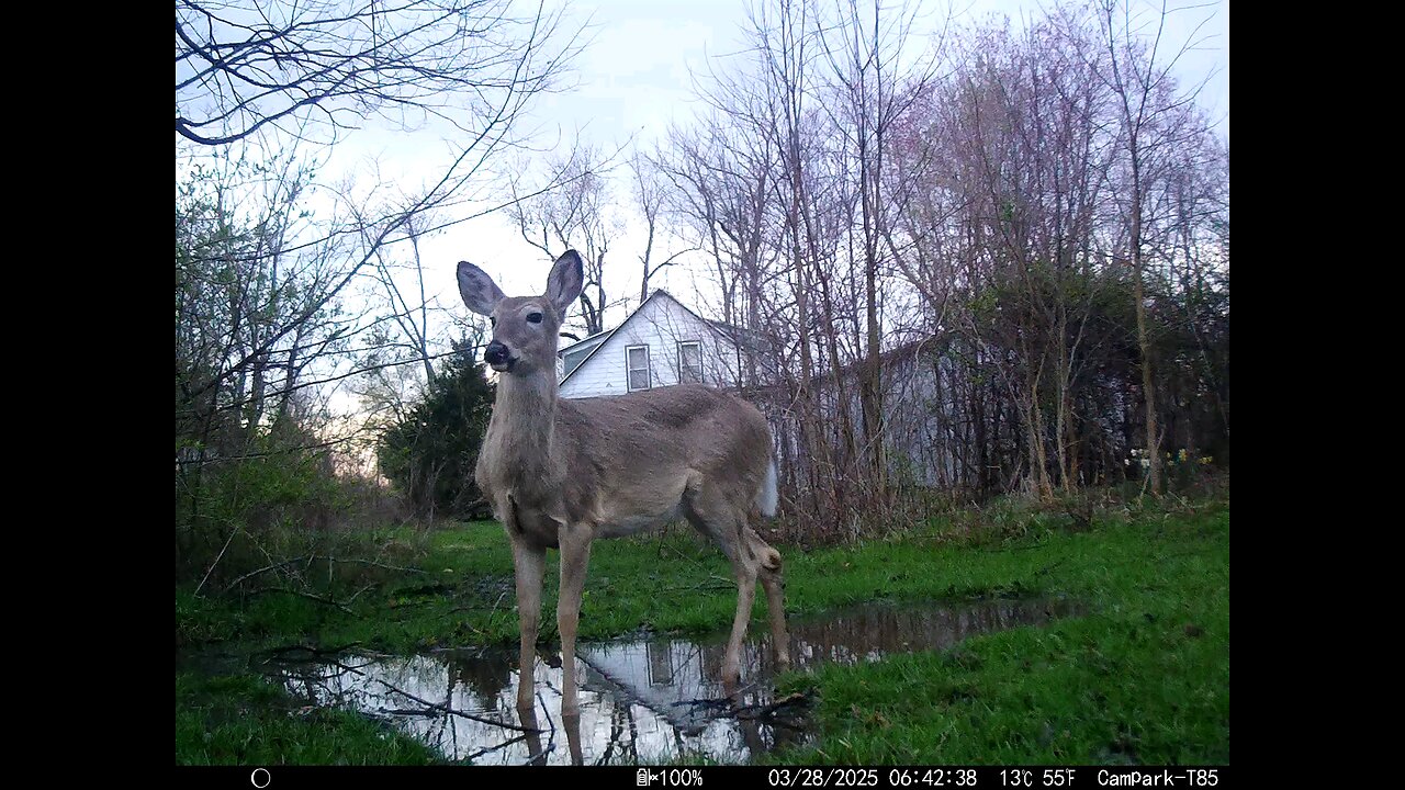 Deer Cam 03-28-2025 Spring