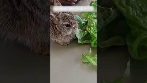 A man found an orphan bunny in his precinct and became his family