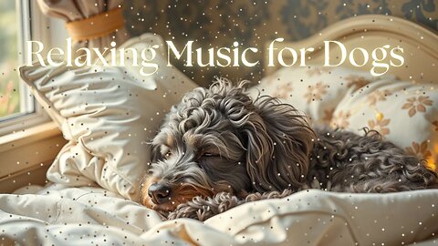 Soothing Music for Dogs: Relaxing Melodies for Calm and Comfort