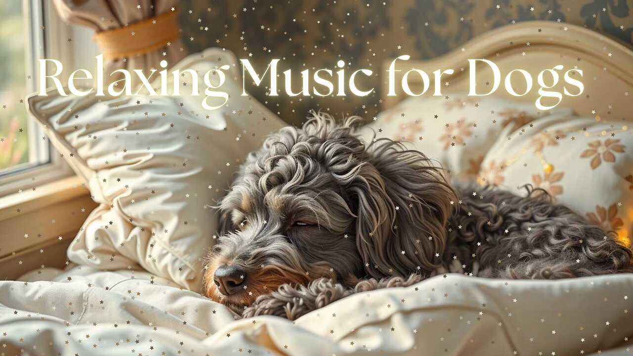 Soothing Music for Dogs: Relaxing Melodies for Calm and Comfort