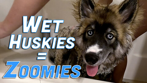 Double Trouble Husky Bath Day! 🛁🐾 | Whiny Huskies, Zoomies & Wet Faces! 😂🐾