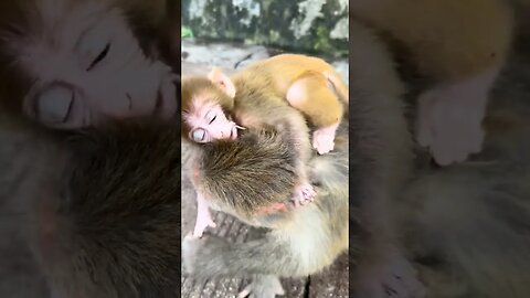 Also train the monkey baby monkey