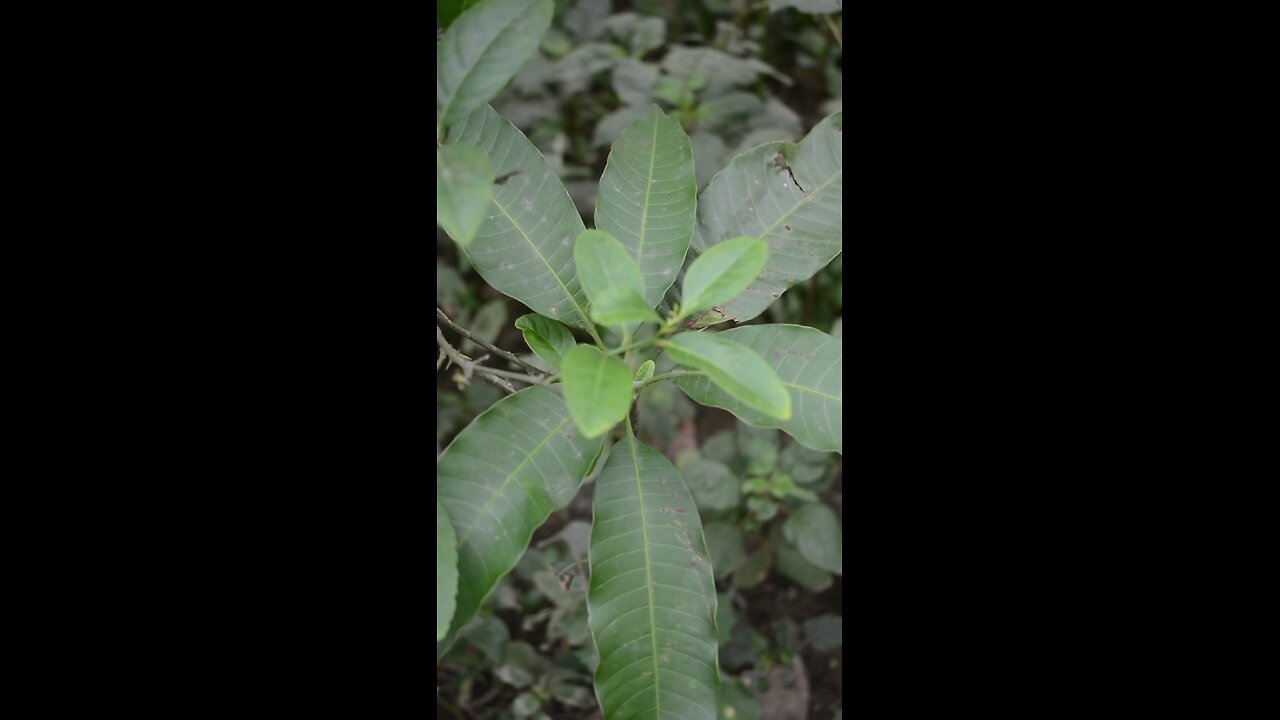 সুন্দর আম পাতা #viral