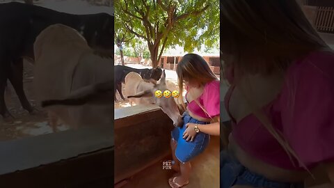 funny animals compilation #funnyanimals #animals #pets #shorts