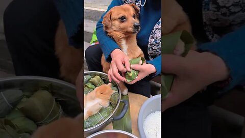 Bao Xiaotu's trapped Zongzi Cute pet debut plan Rabbit Pastoral cute pet