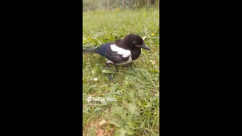 funny animals 2025