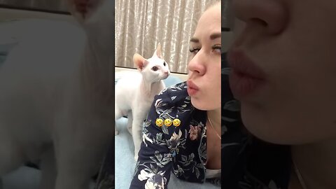 Funny Animals Compilation #funnyanimals #animals #pets #shorts