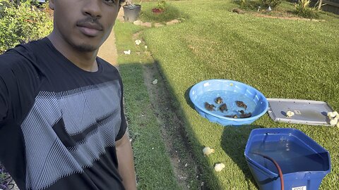 Are those ducks and chickens?