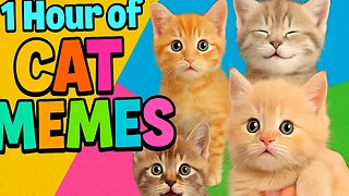 1 Hour of CAT MEMES