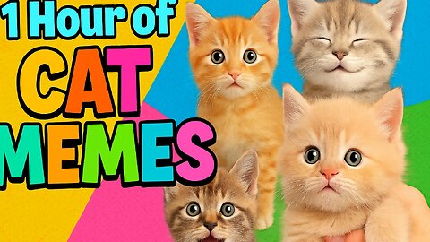 1 Hour of CAT MEMES