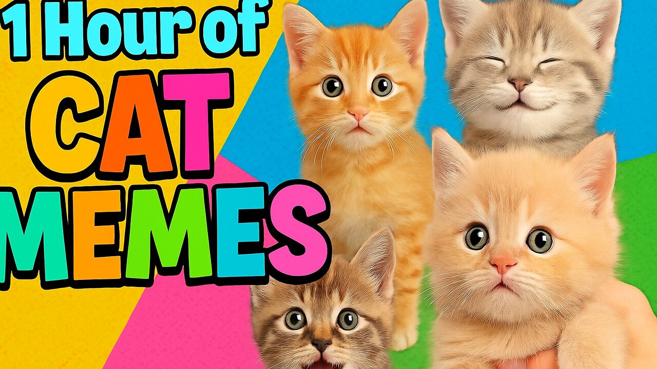 1 Hour of CAT MEMES