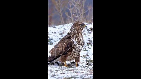 animal shots video